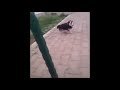 Dog screaming but its perfectly cut