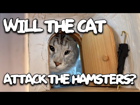 Building a micro-house in my mini-house!  Hamsters vs Cats!