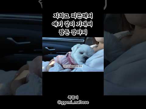 애기 같이 기대서 잠든 강아지