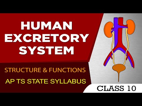 HUMAN EXCRETORY SYSTEM  -  10th biology AP TS STATE SYLLABUS  -  eduscope  -  Class 10th science videos