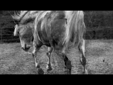 Pony by the Waifs