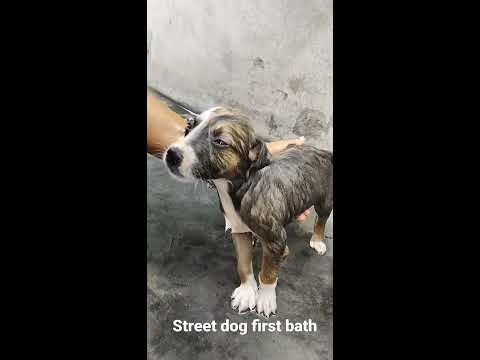 Street dog first bath #short #streetdog pluto