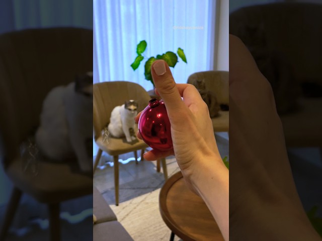 Vídeo relacionado con Eoixuqba Decoración De Escritorio De Gato | Figura Divertida De Pareja De Gatos Bidimensional Decoración De Mesa - De Mesa Animal Para Regalar En Navidad Cumpleaños San Valentín Dormitorio