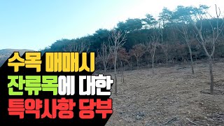 수목 매매시 잔류목에 대한 특약사항 당부 | 나무대장