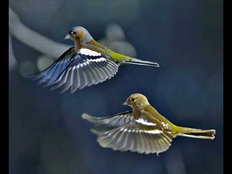 Č. Gabalis ir I. Jankauskaitė - Kikiliai