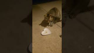 Warren shows up for dinner 1st #stray #straycat #cutecat #catshorts #catvideos #cat #cats #catlife