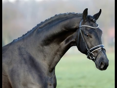 'LOVEBUN' 2016 GELDING BY LE VIVALDI