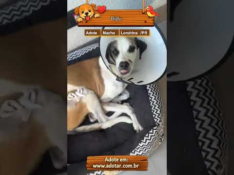 Vídeo de Bidu