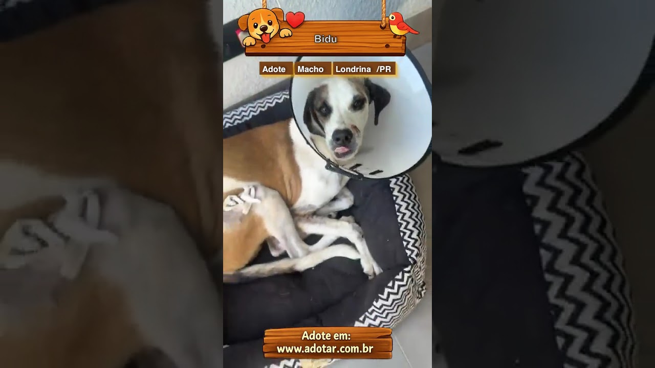 Cachorro raça SRD-ViraLata idade 7 a 11 meses nome Bidu