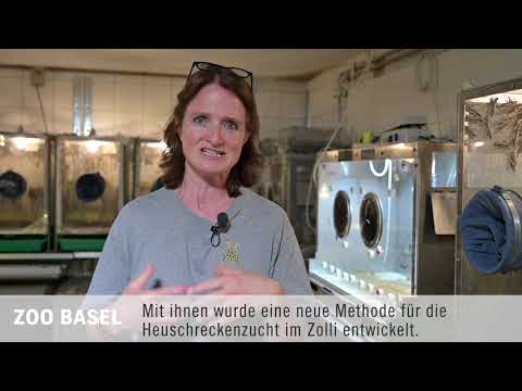 Heuschreckenzucht: Zoo Basel und ein Startup spannen zusammen