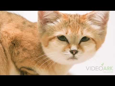 A female sand cat (Felis margarita harrisoni) named Najma at the North Carolina Zoo.