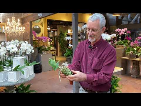 How to Repot Your Phalaenopsis Orchids with Steve Hampson