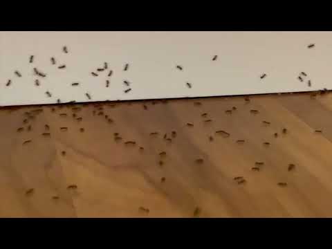 Lots & Lots of Ants Found in the Kitchen in Hightstown, NJ