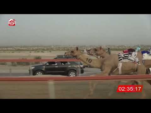  ش 9 (نسيم) لـ حمد احمد بن قنون الفلاسي 4:42 ، شارة الشيخ طحنون 2026/8/04 لقايا السمحه