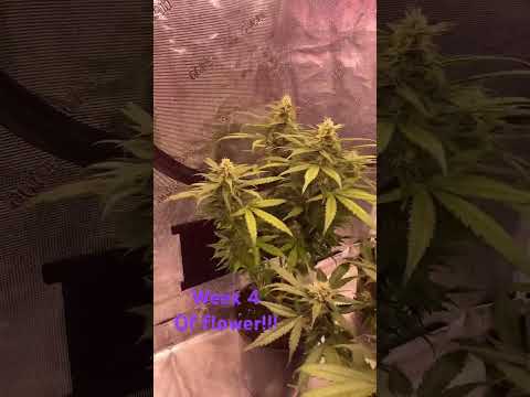 Auto flower’s week 4 of flower!!! @KindLEDGrowLights