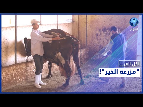 , title : 'مزرعة في الأردن تنتج أكثر من 10 آلاف لتر من الحليب الطازج... تعرف على آلية عملها'