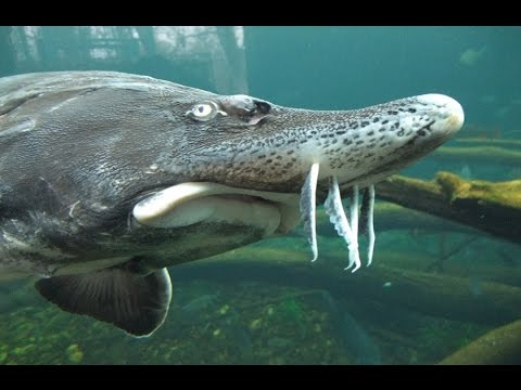 [Doku] Giganten in Gefahr - Der Kampf um die letzten Beluga-Störe [HD]