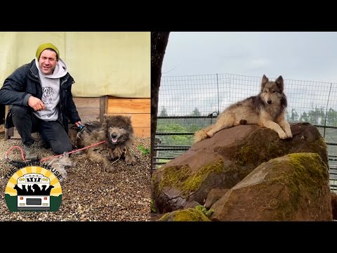 The Wolf hybrids are starting to warm up to me | The Asher House