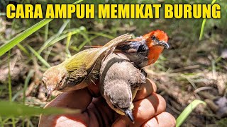 Download lagu Cara Ampuh Memikat Burung Kecil Yang Susah Di Pikat mp3