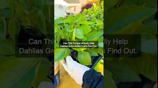 Can This Fungus Help Dahlias Grow Bigger? Let’s Find Out. #garden #gardening #dahlia