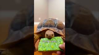Download lagu Turtle core. 🐢🐢 #turtle #cute #slow mp3 Download lagu Turtle core. 🐢🐢 #turtle #cute #slow mp3