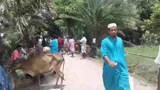 preview picture of video 'মুন্সীরহাট গরুর বাজার .Munshirhat gorur bazar.'
