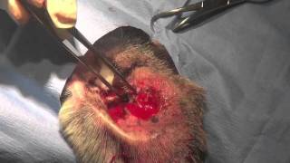 Seventeen Year Old Dog Ear Tumor Surgery