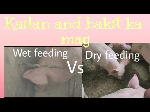 Wet feeding vs Dry feeding kailan at saan nga ba ang mas maganda para sa ating fattener?