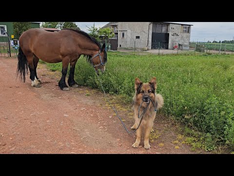 ARES COULDN'T LEAD THE HORSE - The horse stopped listening
