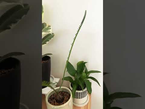 ソテツ、サゴヤシシダ 植物