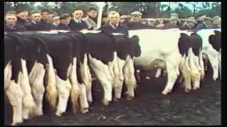 preview picture of video 'Vriezenveen fokveedag in 1957'