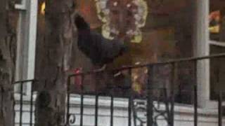 Chickens in the Trees