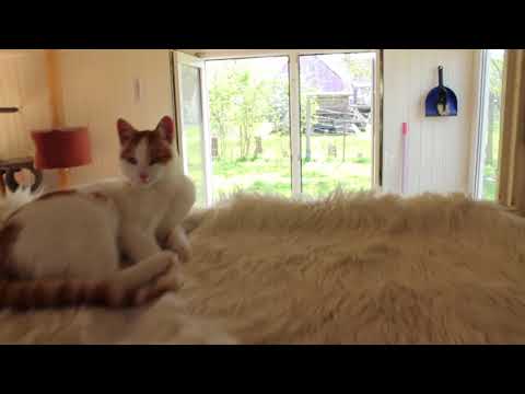 Einblick – Katzenpension Sagerheide