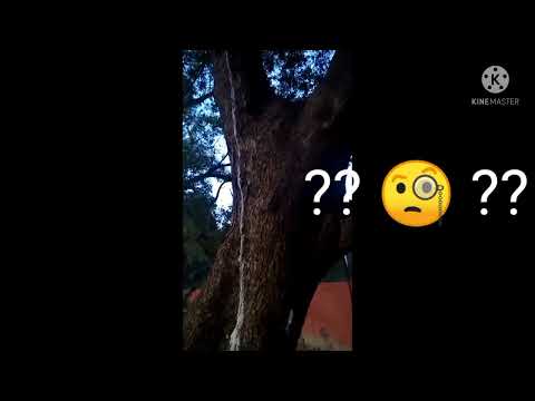 Neem ke ped se ye kya nikal rha hai? continuous nikal rha hai.,💢💢🩸🩸