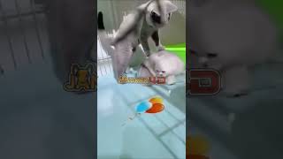 Jangkrik4D - Platform Game Online Terpercaya #GameSeru #PlatformGameTerbaik