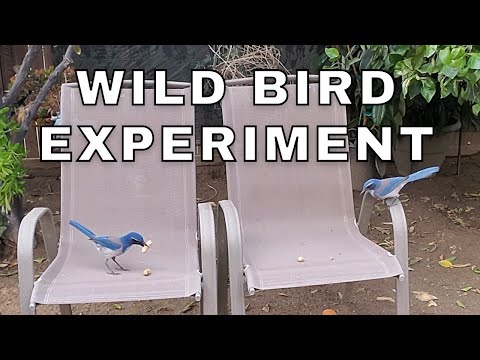 California Scrub Jay Intelligence - Smart Birds