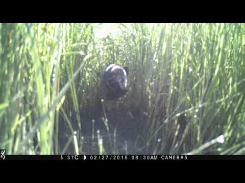 Male and female Streaky-breasted Flufftail inspecting nest following predation