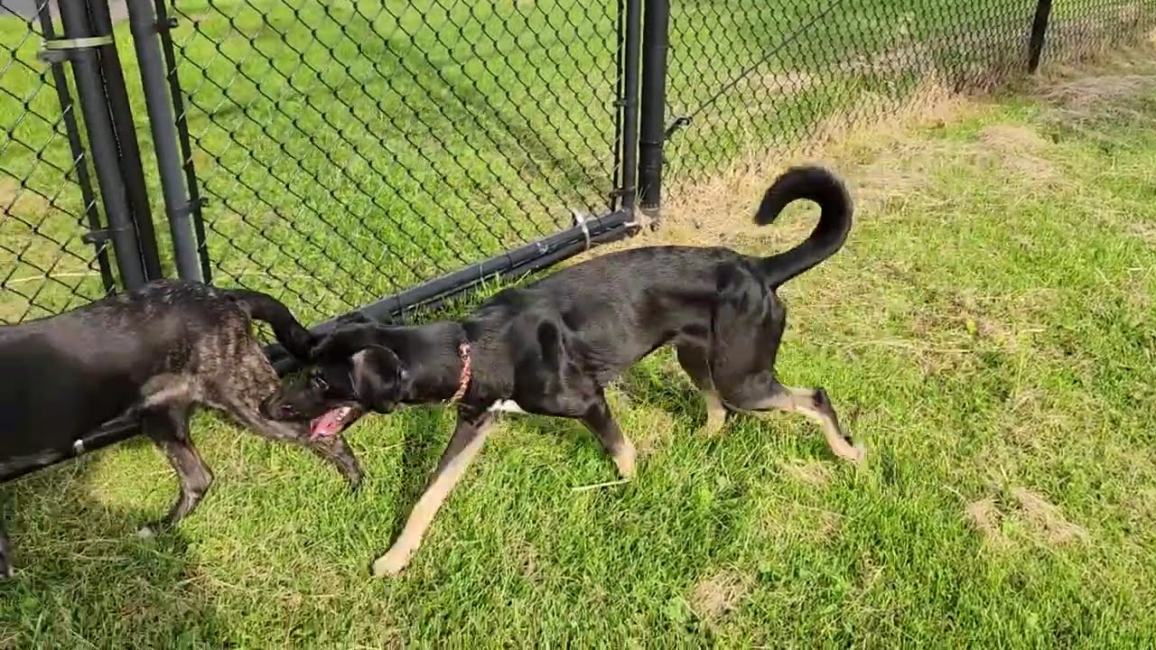 Enlarge Scarlett, a Adoptable Mixed Breed in Marshfield, WI video 6/6