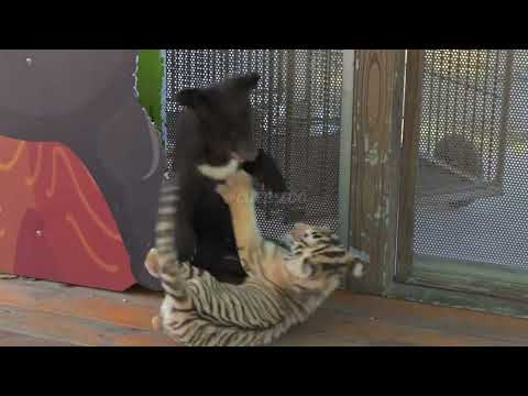 🐯🐯🐯🐻🐻🐻OMG!!!Tiger Cub VS Bear Cub 😱😱😱 #tigercub  #tiger #kitten #foryou #cute #kitty #zoo #adorable