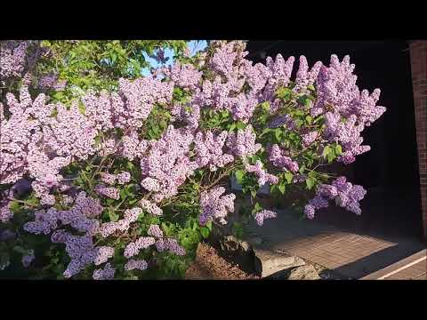 Rock Wid Me By The Mighty Grynner  Jan 01 2025 New****