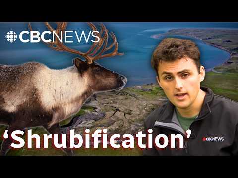 Shrubs are taking over the Arctic. Will caribou suffer?