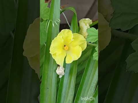 Colourful Blooming Flowers 🌷/ Samina's Daily Routine #naturelovers