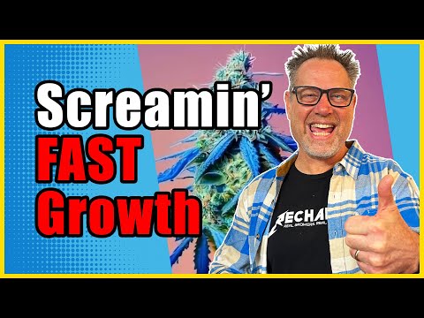 Why Temperature & Humidity Can Make or Break Your Cannabis Grow