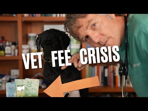 The Rising Cost of Veterinary Care and the Challenge to Afford It