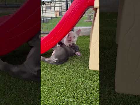 Video 1