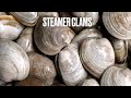 How to dig for Steamer Clams.