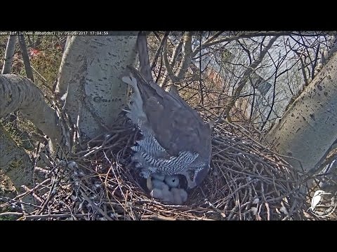 2017/05/05 17h04m Latvian Goshawk~Big hole in the third egg~