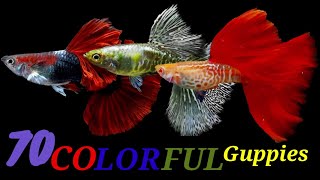 Every Guppy Fish Strains You Need to Know! Moscow/Tuxedo/Grass/Lace/Cobra Etc.
