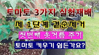 [텃밭농부 1,889]  완숙토마토를 재배하는 3가지 방법 실험재배. 그 첫번째 개체별 곁순제거와 첫번째 웃…