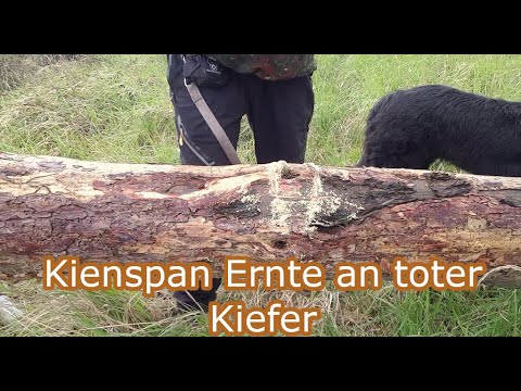 Bushcraft - Kienspan an Toter Kiefer Ernten